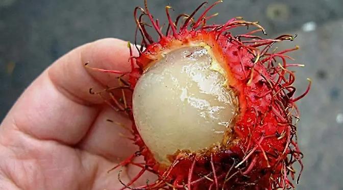 Centella asiática (Centella asiatica)