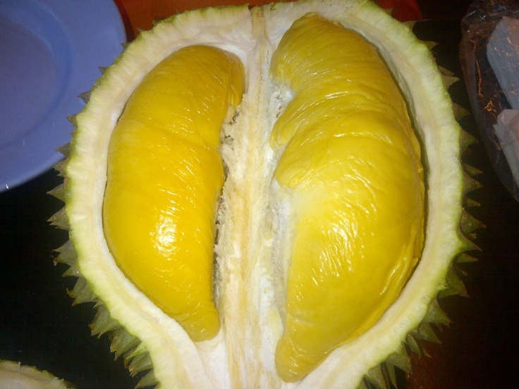 Semilla de castaño de indias